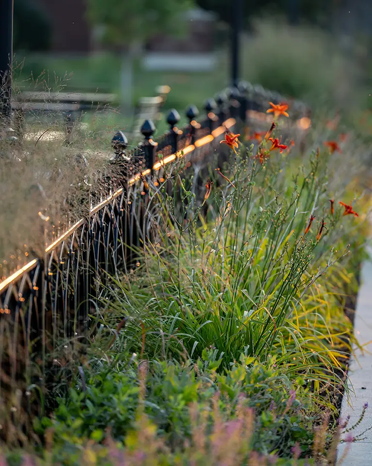 flowers bloom in front on a black iron fence