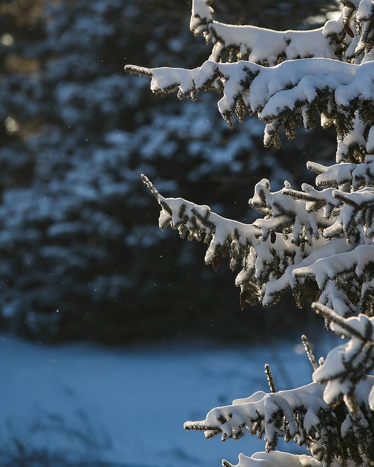 snow on an evergreen treee