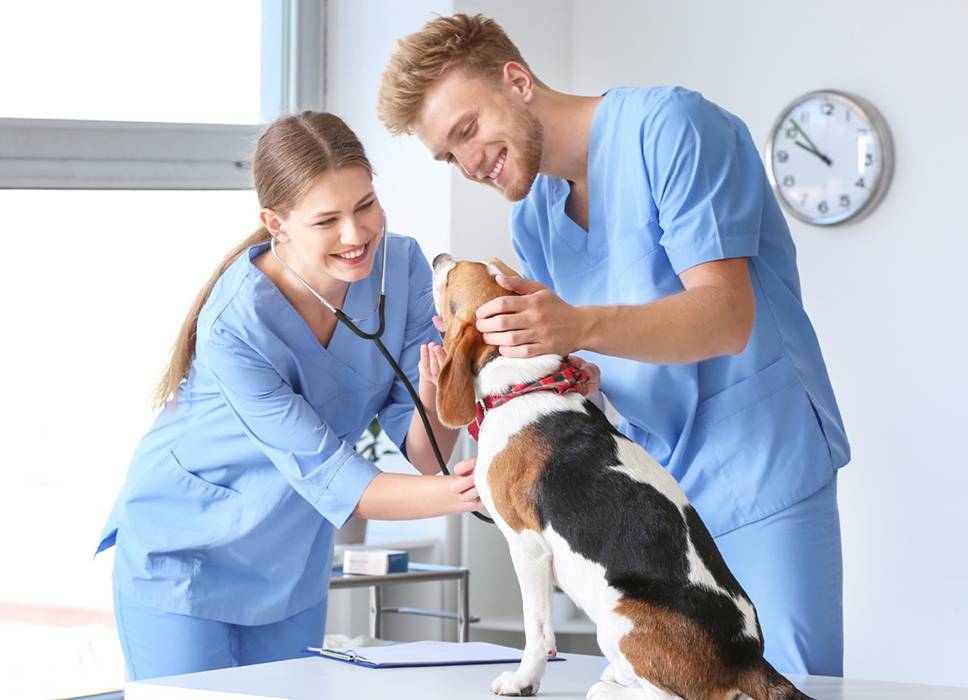 Veterinary administrative assistant jobs edmonton