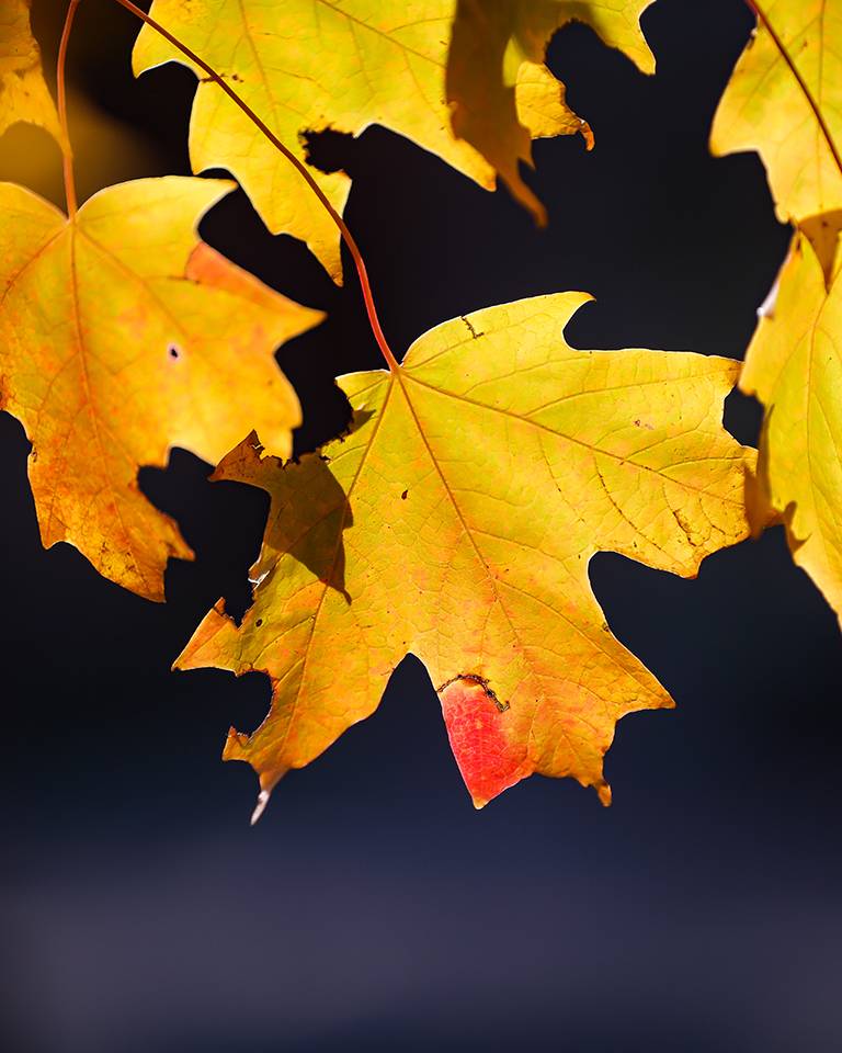 fall leaves on campus