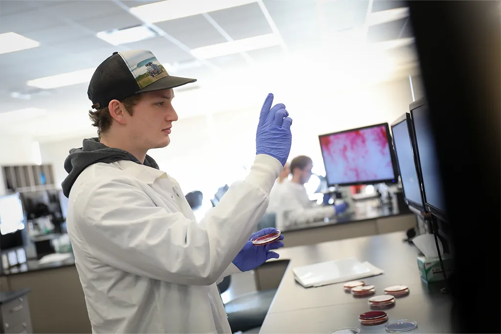A medical laboratory science student in a lab coat and gloves inspects a culture plate held to the light.