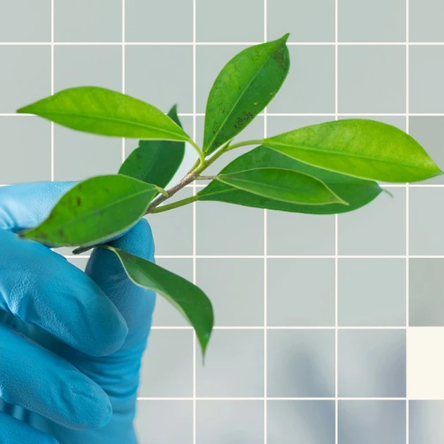 Researcher with plant