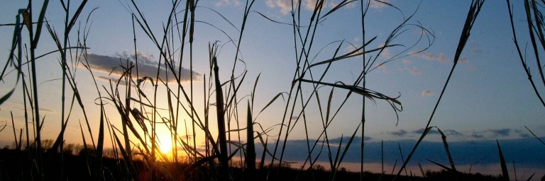 north dakota prairie grass