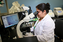 Researcher looks through microscope.