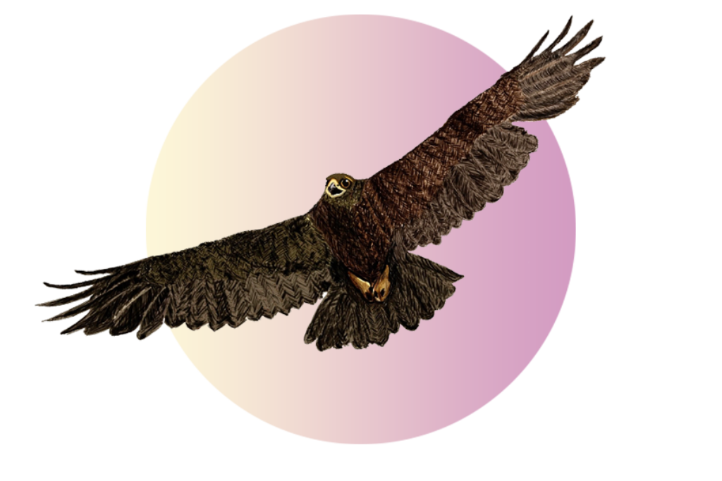 Conference Hawk logo