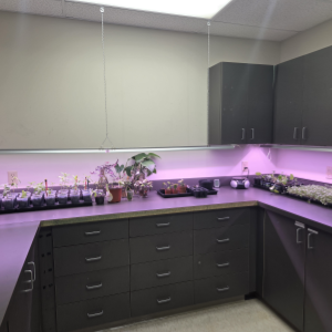 counter with grow lights and plants